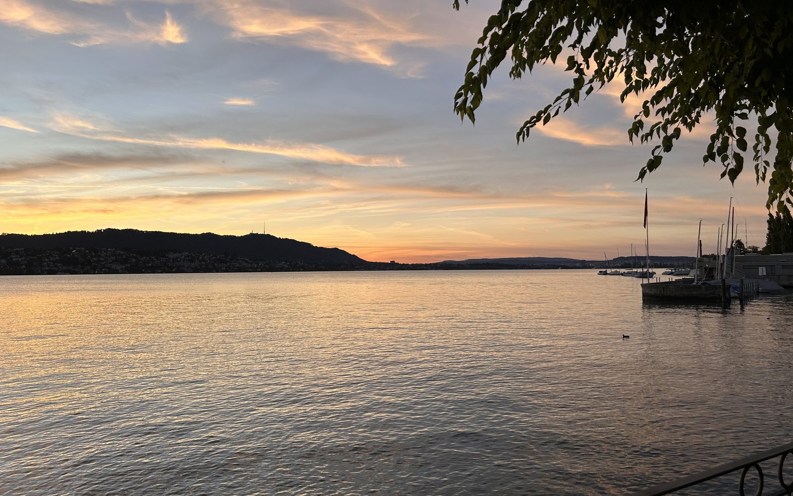 Abendstimmung am Zürisee — ruhiges Wasser, vertäute Segelboote an einem kleinen Steg, sanfte Hügel am gegenüberliegenden Ufer, überhängende Zweige.